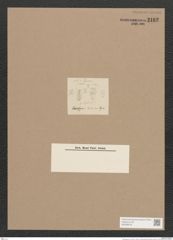 Pleurosigma sp. (de-Toni-Nr.: Genus 13) Zeichnungen Sammlung Grunow Nr. 2162 (NHMW-BOT-W0369218)